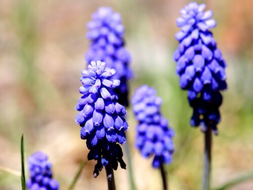 Poznáš tuto rostlinu se sytě modrými květy připomínajícími bobulky?