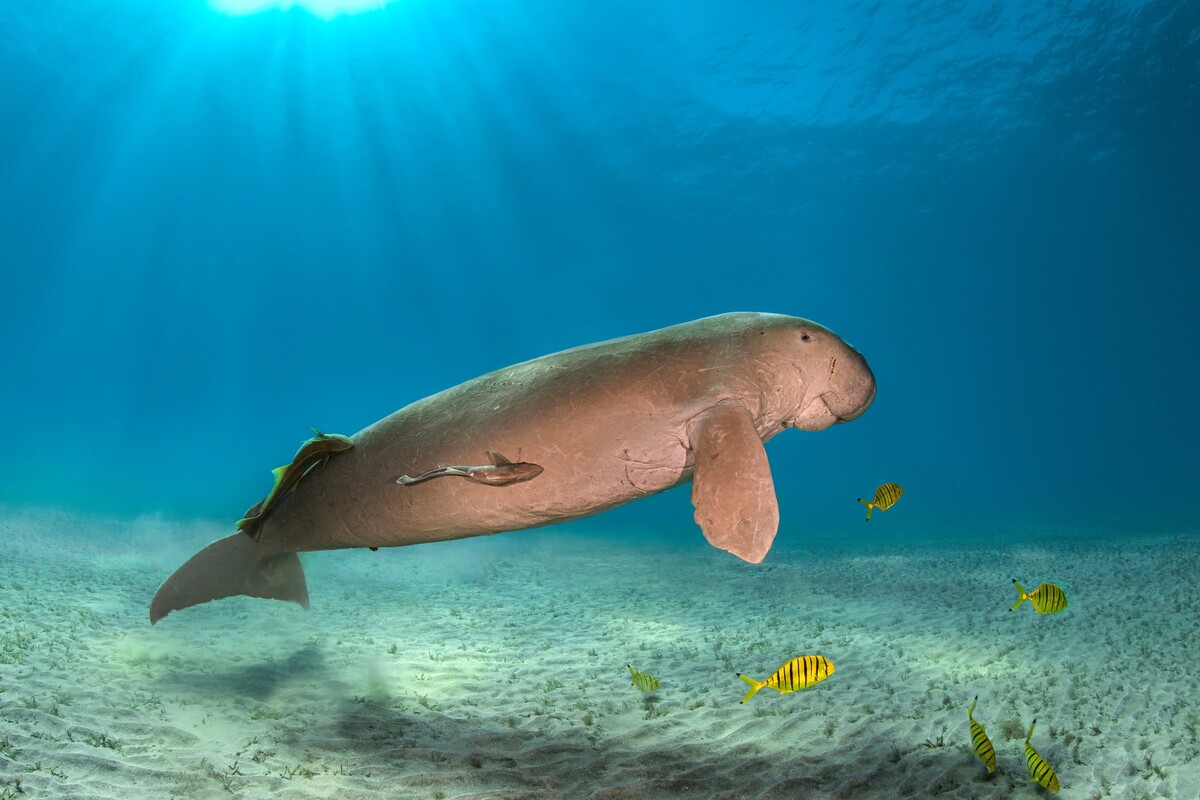 Dugong.