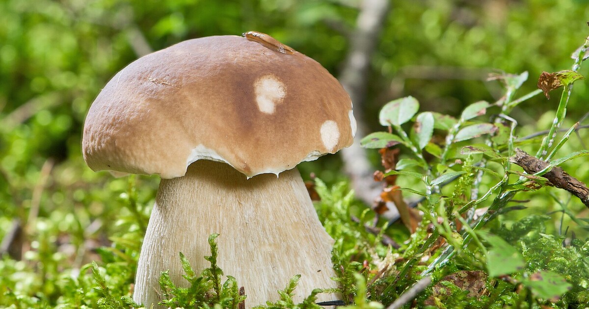 KVÍZ: Poznáš všechny druhy hříbků?