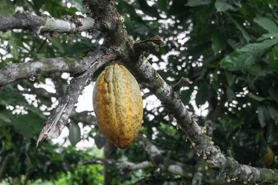 Kakaovník môžeme rozdeliť do niekoľkých typov odrôd. Vieš, koľko ich dokopy je?