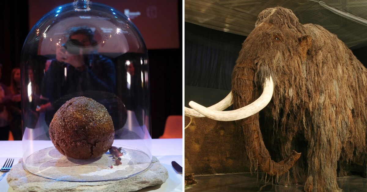 Máš chuť na mamuta? Vědci vyrobili masovou kuličku z masa vyhynulých mamutů