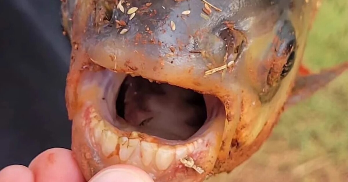 Chramst: Chlapec v Okhlahomě našel rybu se znepokojivě lidským chrupem