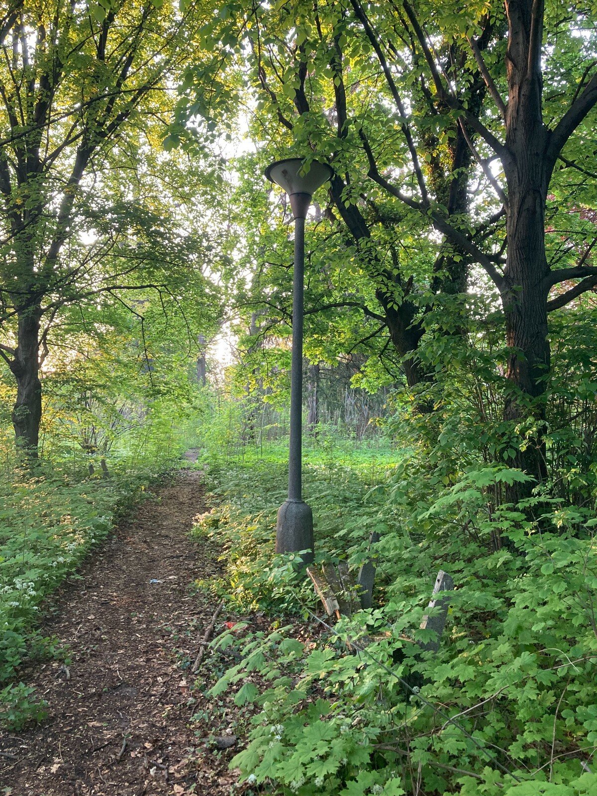 Miesto, ktorým sa brodíme, už dávno nie je park. Je to neudržiavaný prales .