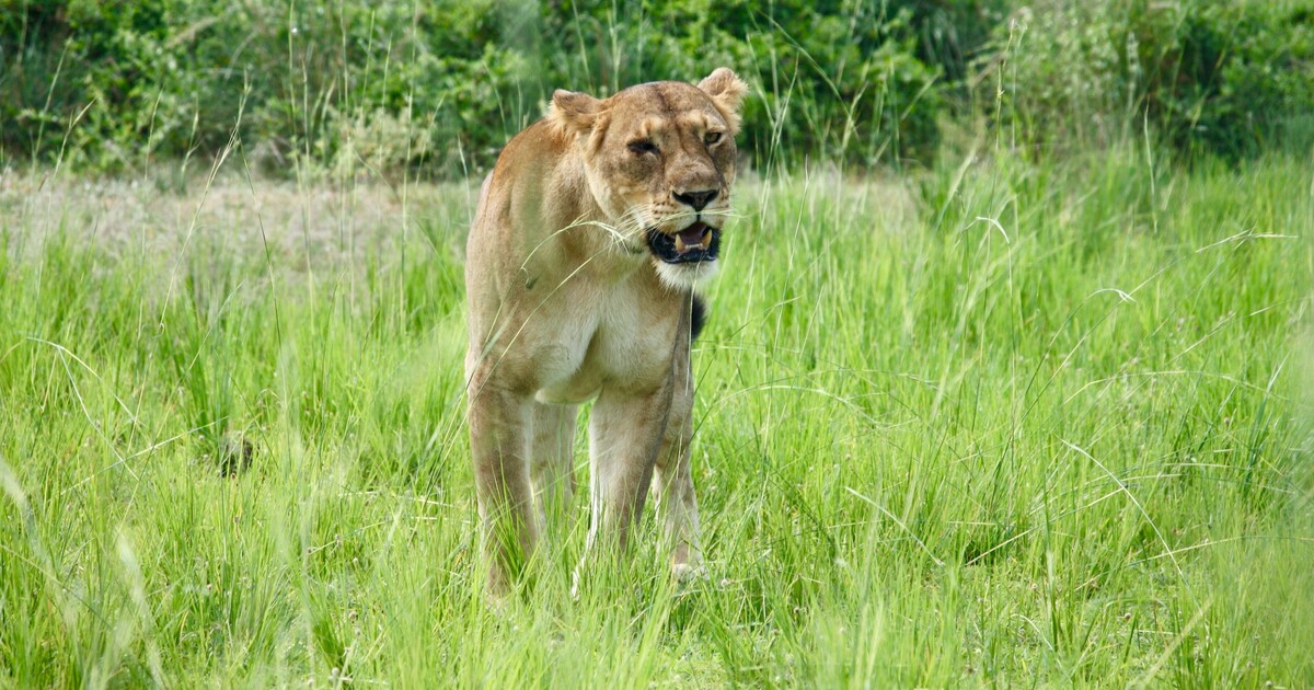 U Berlína utekla lvice, lidé by neměli vycházet z domu