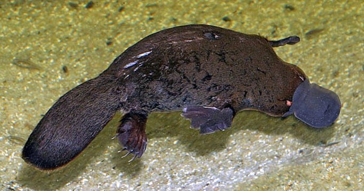 Hledá se ptakopysk Peter. Únoscům ohroženého obojživelníka hrozí pokuta v hodnotě 6 milionů Kč