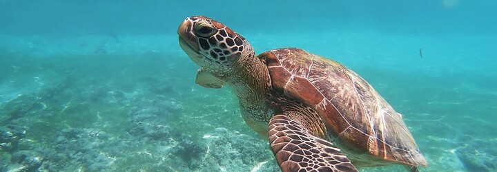 Všechny mořské želvy, které se líhnou na Floridě, jsou samice. Mohou za to rostoucí teploty, tvrdí vědci