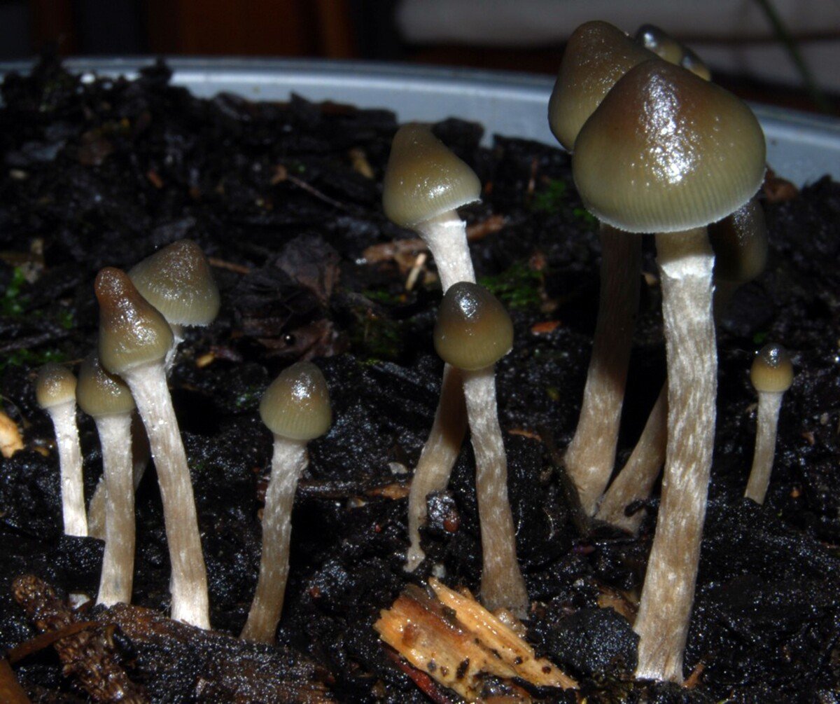 psilocybin