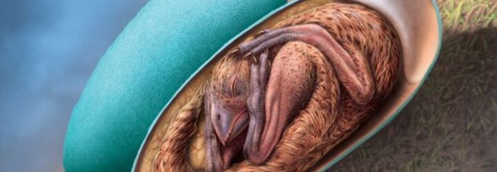 V Číne našli perfektne zachované dinosaurie embryo
