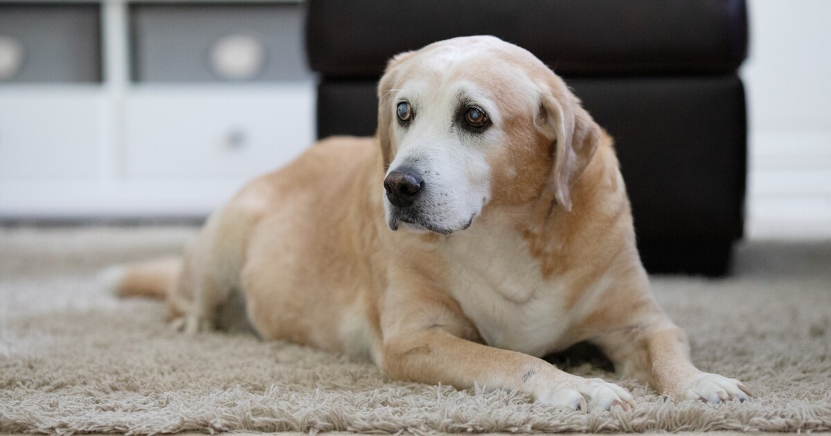 První lék pro psy proti stárnutí. Bojíš se, že ti mazlíček umře příliš brzy? Vědci mají řešení