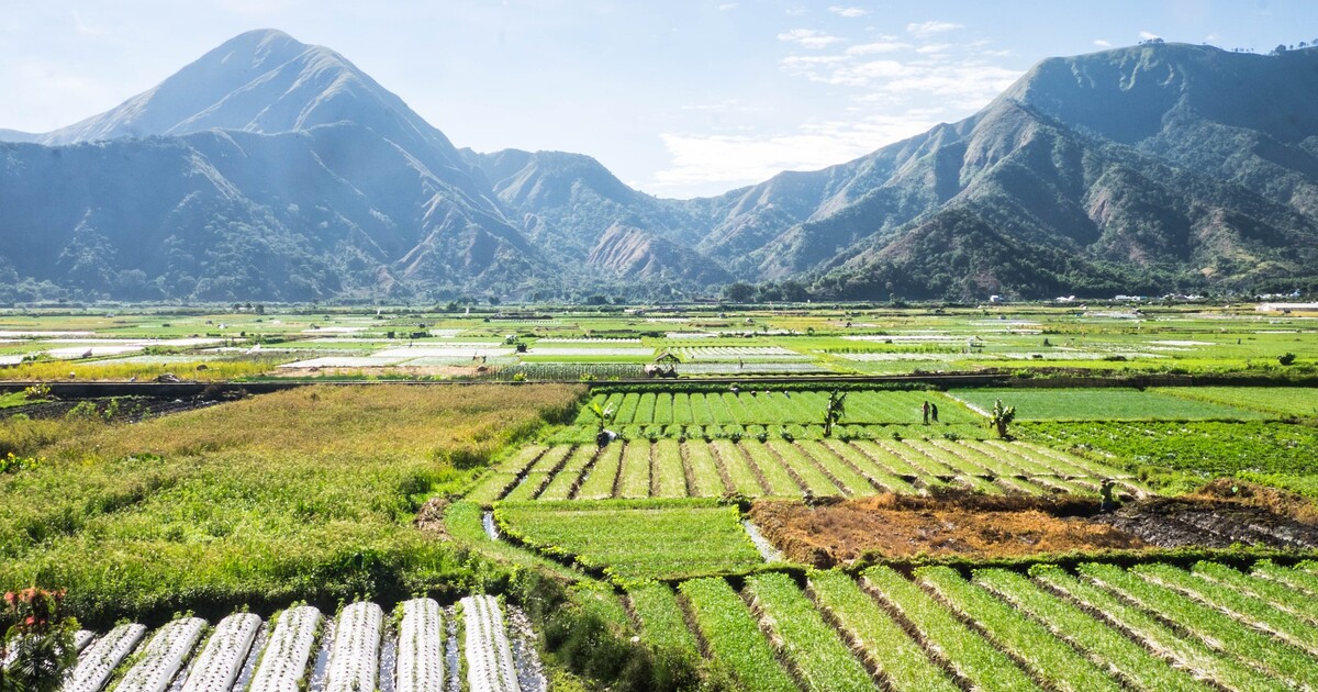 Indonésie staví v džungli nové hlavní město. Má být dvakrát větší než New York