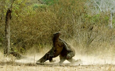 BBC oznamuje príchod dokumentu Planet Earth 2! Legendárna séria ukáže náš svet v pravom svetle BBC oznamuje príchod dokumentu Planet Earth 2! Legendárna séria ukáže náš svet v pravom svetle