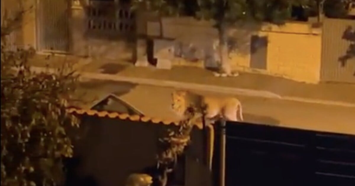 VIDEO: Ulicemi italského města se toulal dospělý lev. Utekl z cirkusu