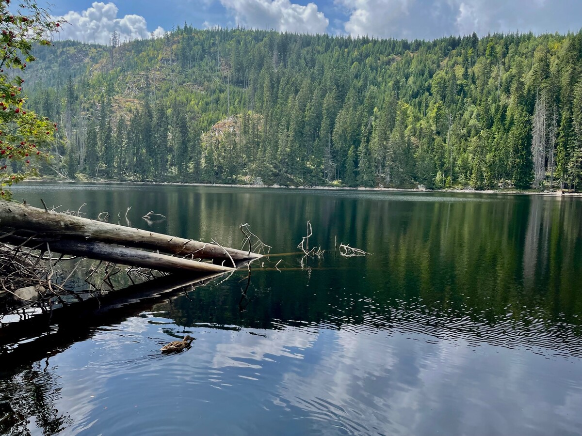 kam na vylet prasilske jezero sumava priroda