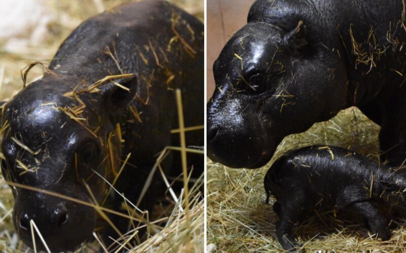 V bratislavskej zoo pribudol nový hrošík. Mláďa je z ohrozeného druhu hrošíka libérijského.
