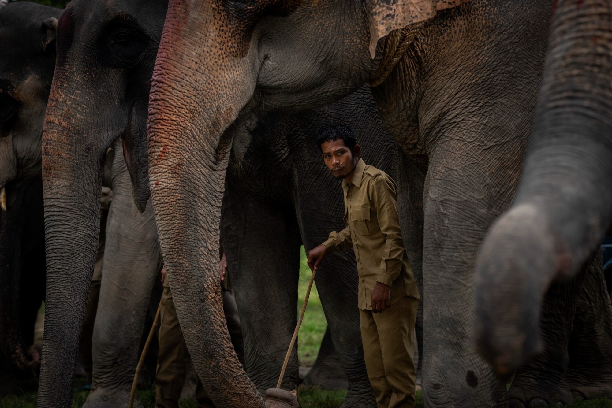 Muž, ktorý vozí na slonovi turistov, čaká na turistov pred začiatkom slonej safari pre turistov v prírodnej rezervácii Pobitora Wildlife Sanctuary na predmestí indického mesta Guváhátí. (11. október 2022)