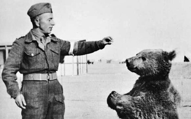 Bear Wojtek Was A Military Officer, Carried Artillery Shells And Drank Beer. He Helped The Allies Win The Battle Of Monte Cassino