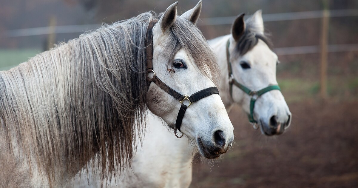 Česko rozprodává zabavený majetek. Na prodej je kůň za 5000 korun, co dalšího jsme našli?