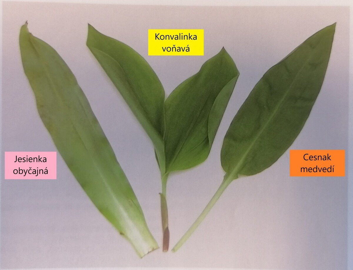konvalinka , medvedí cesnak, jesienka 