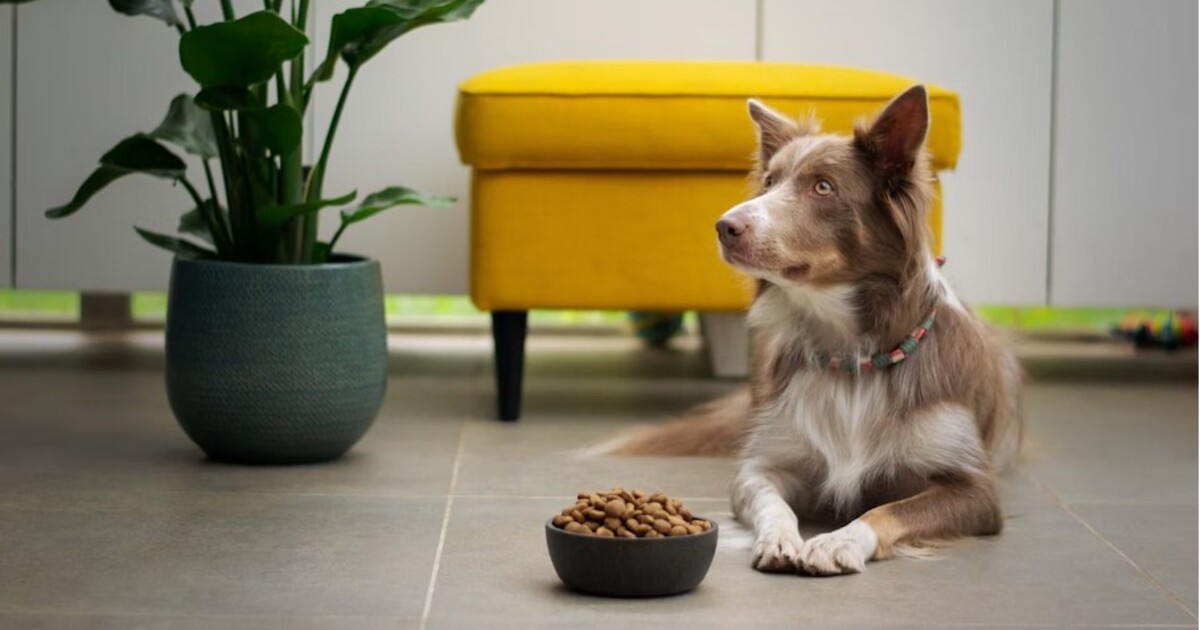 Vybíravost psa v krmení? Mohou za ni lidé, ale dá se napravit