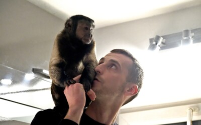 „Šimpanz či orangutan by vás vedeli aj zabiť.“ Nazreli sme do sveta chovu opíc na Slovensku, čoskoro bude nelegálny