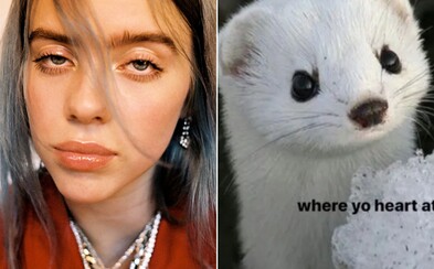 Billie Eilish nenávidí ľudí, ktorí nosia norkové kožuchy a umelé mihalnice zo zvieracej srsti Billie Eilish nenávidí ľudí, ktorí nosia norkové kožuchy a umelé mihalnice zo zvieracej srsti