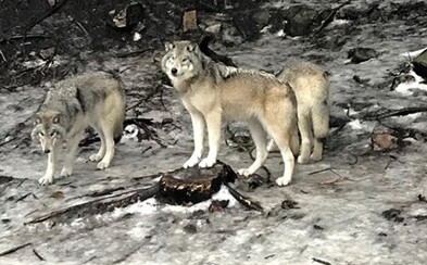 Blízko slovenských hraníc naháňali autom vlkov. Páchateľom hrozia 2 roky väzenia Blízko slovenských hraníc naháňali autom vlkov. Páchateľom hrozia 2 roky väzenia