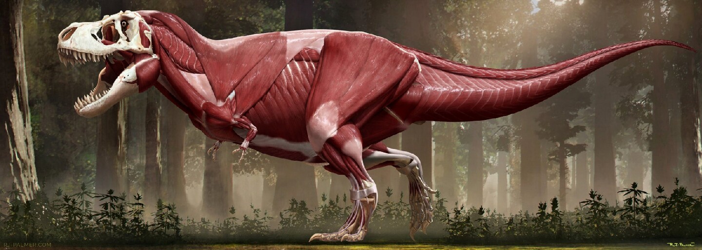 Bol T-Rex tučko? Vedci zverejnili jeho najvernejšiu podobu