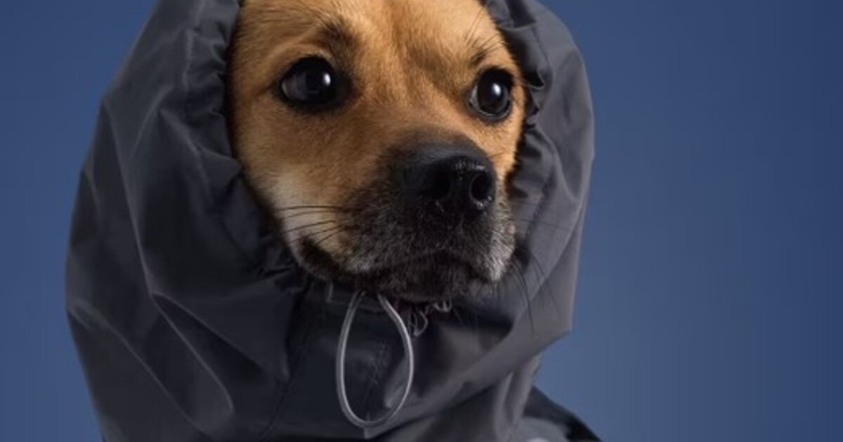 Adidas rozšiřuje kolekci pro zvířata. Toto je podzimní móda pro domácí mazlíčky