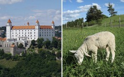 Bratislava vyženie za mesto ovce. Živé kosačky požerú trávu v chránenom území