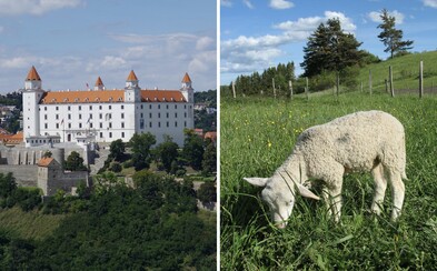 Bratislava vyženie za mesto ovce. Živé kosačky požerú trávu v chránenom území Bratislava vyženie za mesto ovce. Živé kosačky požerú trávu v chránenom území