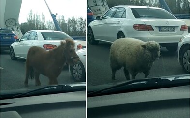 Bratislavským mostem se prohnal poník s ovcí a za nimi tři policejní auta. Zvířecí uprchlíci se postarali o pořádný chaos Bratislavským mostem se prohnal poník s ovcí a za nimi tři policejní auta. Zvířecí uprchlíci se postarali o pořádný chaos