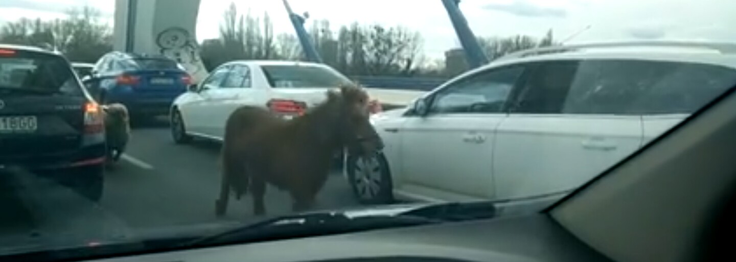 Bratislavským mostem se prohnal poník s ovcí a za nimi tři policejní auta. Zvířecí uprchlíci se postarali o pořádný chaos