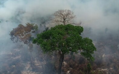 Brazília odmietla 20 miliónov od G7 na záchranu amazonských pralesov: Neviete sa postarať ani o Notre Dame Brazília odmietla 20 miliónov od G7 na záchranu amazonských pralesov: Neviete sa postarať ani o Notre Dame