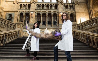 Britské přírodovědné muzeum bude vystavovat fantastická zvířata z kouzelnického světa Harryho Pottera Britské přírodovědné muzeum bude vystavovat fantastická zvířata z kouzelnického světa Harryho Pottera