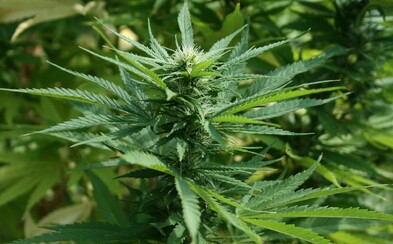 Brněnští lékaři už letos předepsali přes 500 receptů na celkem 3 kilogramy konopí Brněnští lékaři už letos předepsali přes 500 receptů na celkem 3 kilogramy konopí