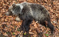 Budaj je pripravený zaviesť reguláciu medveďa hnedého. Stihnúť by to mohol ešte v tohtoročnej sezóne