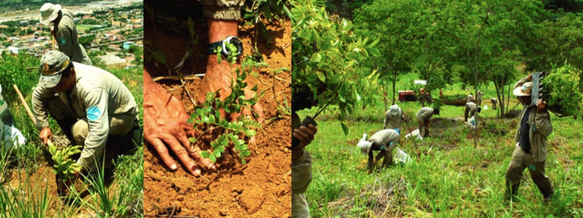Manželský pár z Brazílie sa podieľal na obnove lesa. Spoločnými silami zasadili 2 milióny stromov.