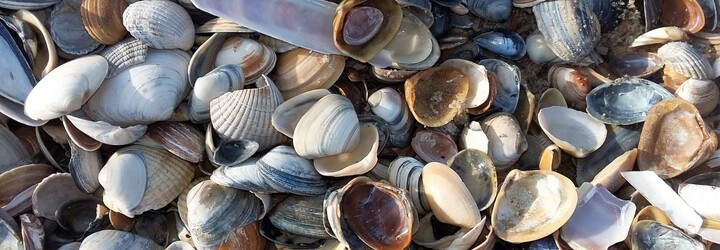 V Kanade sa v dôsledku horúčav uvarili mušle zaživa na pláži. Zomrieť mohla až miliarda jedincov