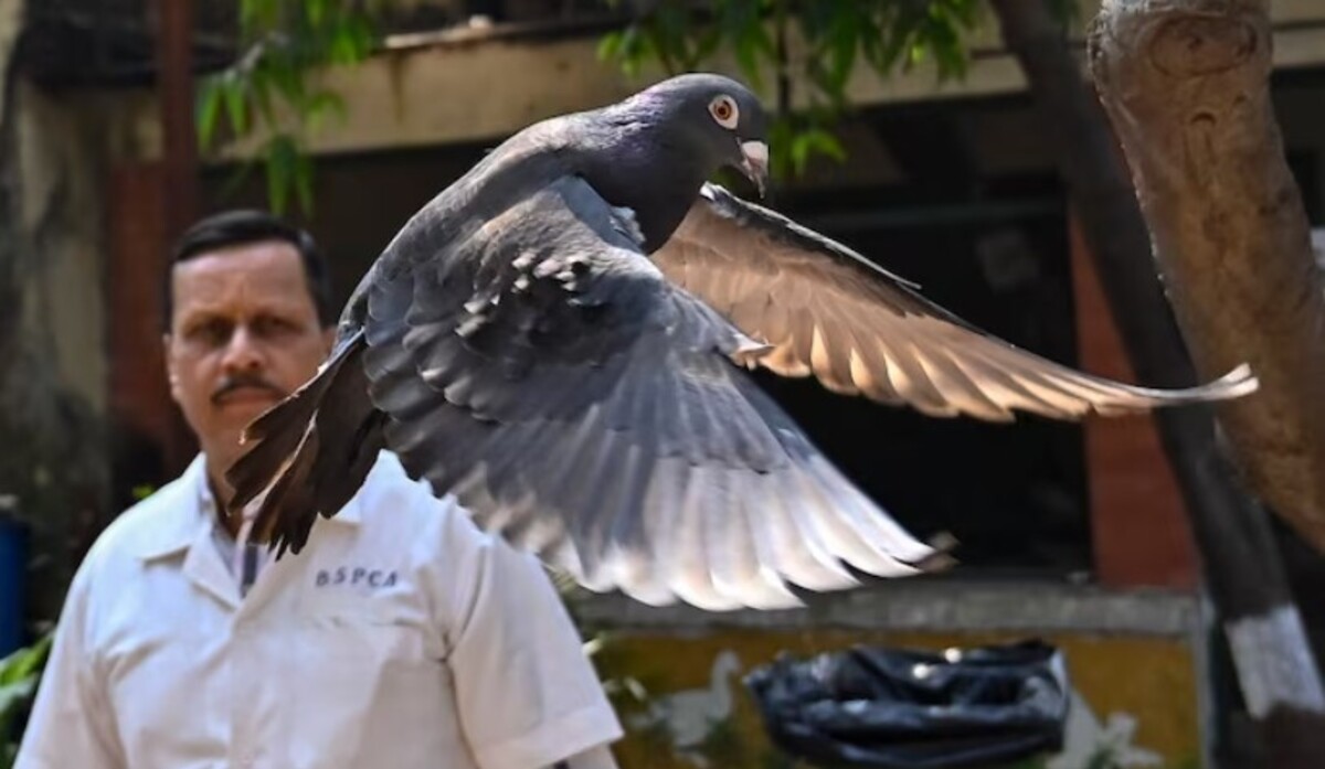 Miestne médiá informovali, že indická polícia vydala pokyn na vypustenie holuba. Následne bol vták „v dobrom zdraví“ vypustený na slobodu. 