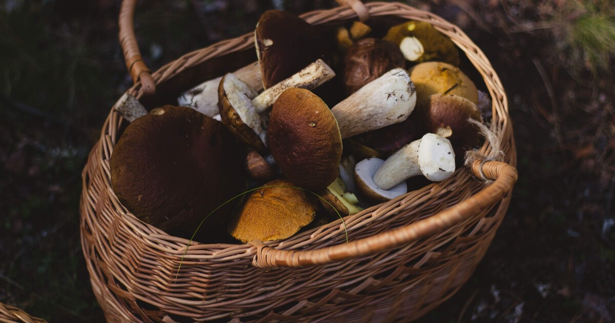 MAPA: Kde poroste nejvíc hub? Podívej se, kde naplníš celý košík