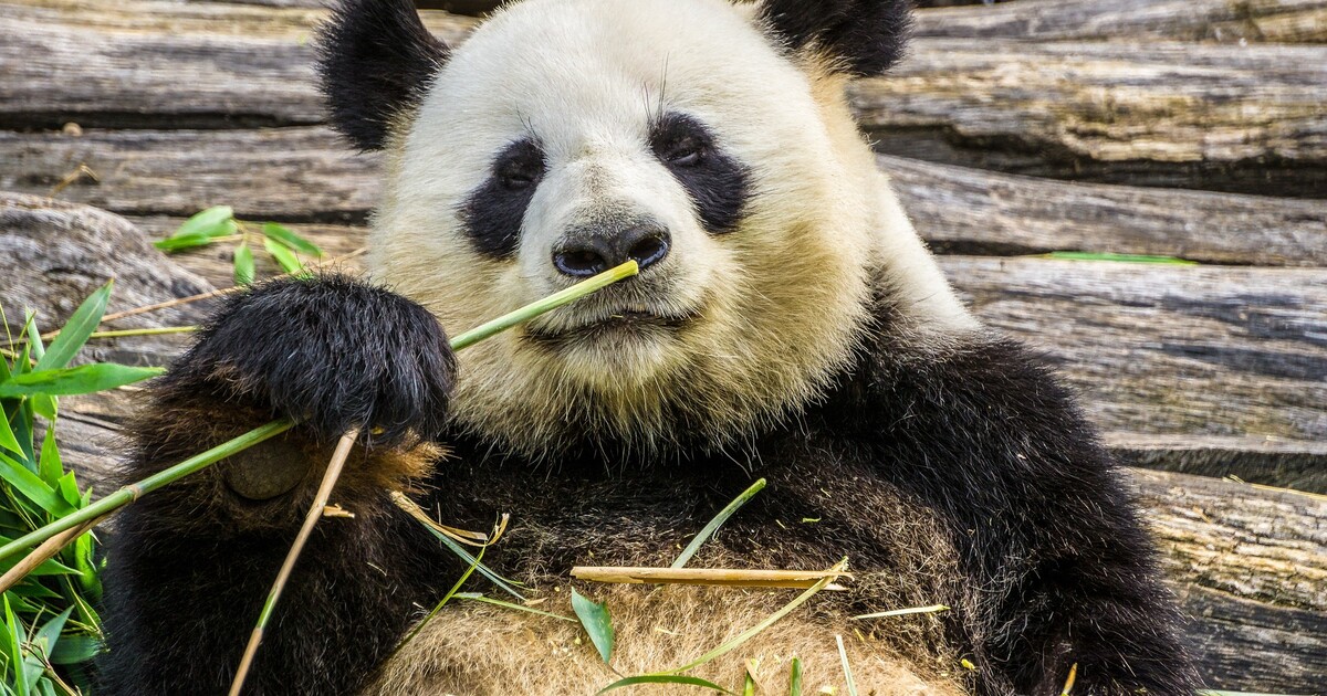 Rusko zařadilo Světový fond na ochranu přírody na seznam „zahraničních agentů“