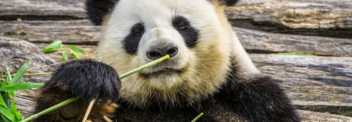 Zomrela panda Tchuan Tchuan, ktorú darovala Čína Taiwanu. Panda symbolizovala dobré vzťahy medzi oboma krajinami