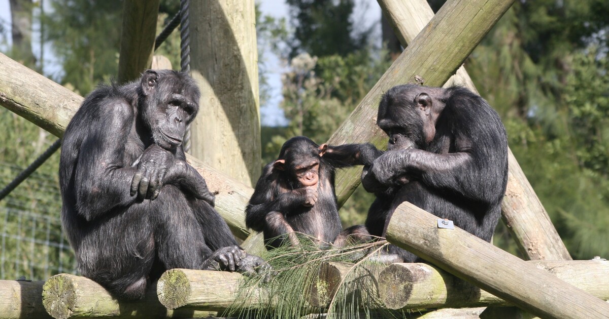 V Zoo Hodonín utekli šimpanzi. Samec vylomil dvířka, měl sílu jako 300kilový člověk