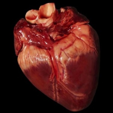 Činnosť srdca je riadená nervami