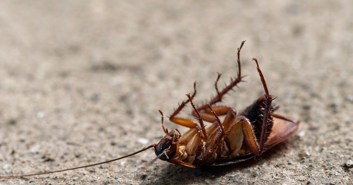 Deset nejděsivějších světových rekordů: Nejvíce očichaných chodidel i snězeného mozku a švábů