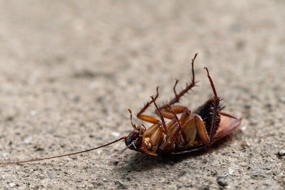 Jak dlouho dokáží žít švábi poté, co přijdou o hlavu? 