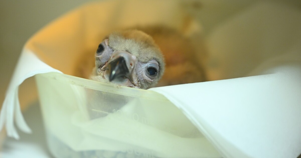 Ňuňu video: V liberecké zoo se vylíhlo mládě supa hnědého. Je tak malinké, že ho krmí pinzetou