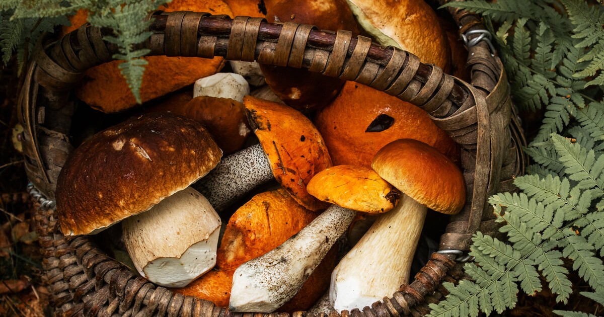 MAPA HUB: Kam vyrazit pro plný košík?