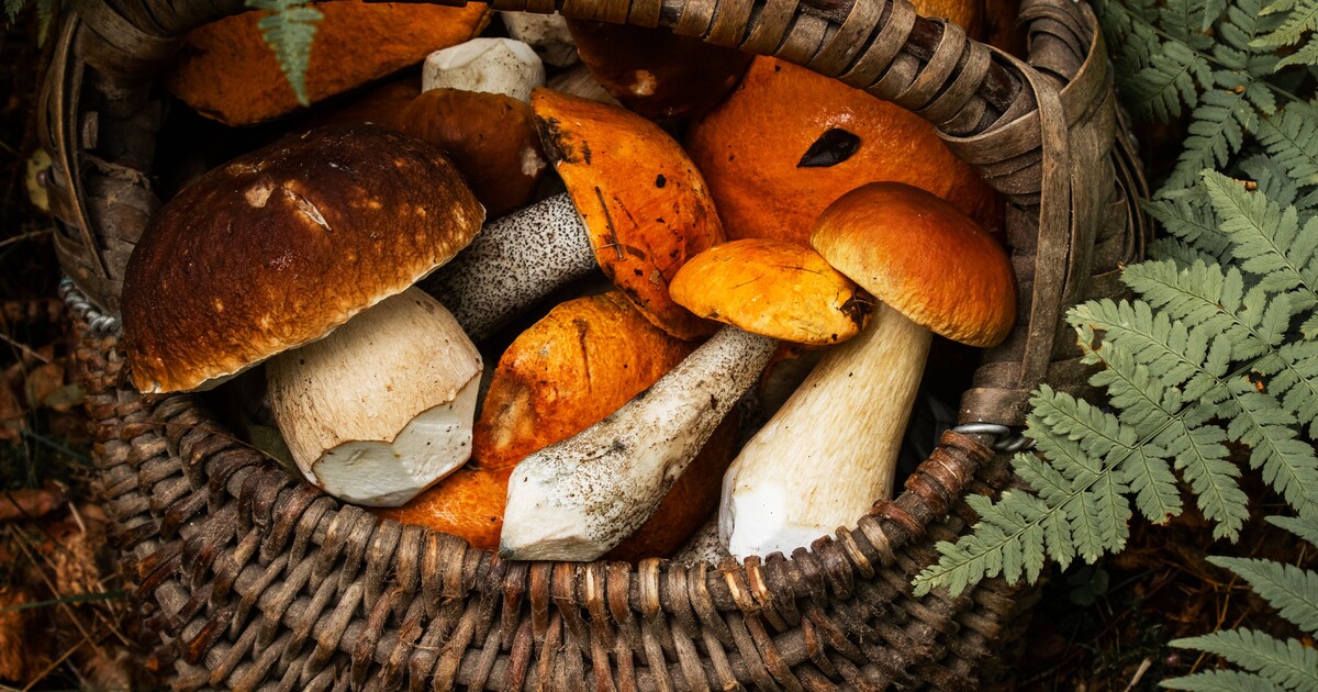 Mapa hub: Vezmi košík a jdi do lesa, houby teď rostou skoro všude!