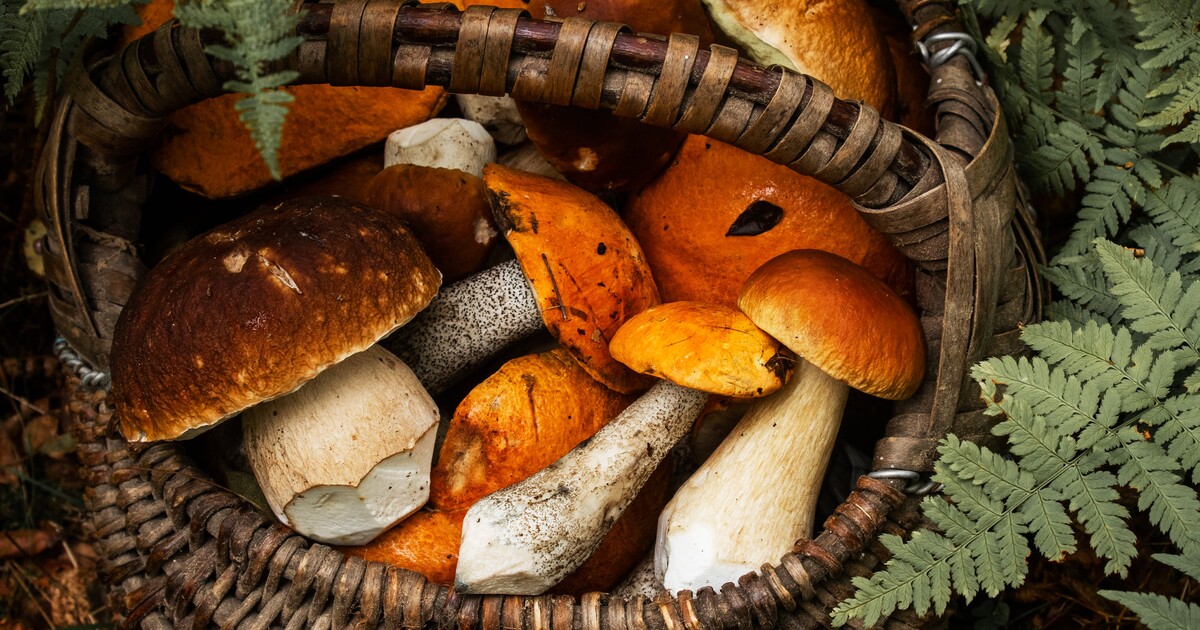 MAPA hub: Podmínky jsou mimořádně dobré. Okamžitě vyraz do lesa a nasbírej si na kulajdu